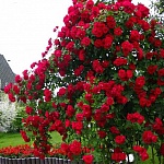 Фламментанц