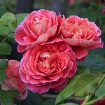 Рен Самю