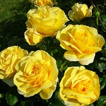 Микеланджело