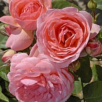 Амелия Ренессанс