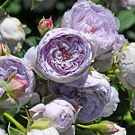 Ляпис Лазули 
