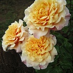 Карамелла