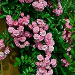 Утигорд Фоллс  