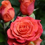 Ла Палма