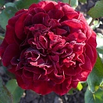 Эпоха Мондадори 