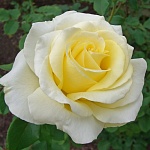 Элина
