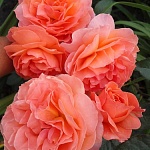 Таттон