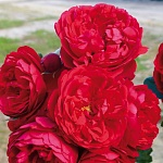 Флорентина