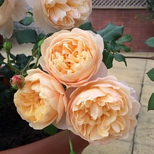 Роальд Даль