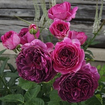 Минерва